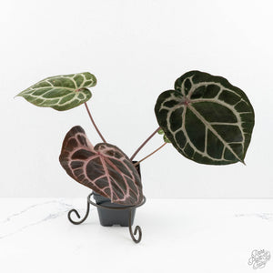 Anthurium Michelle Hot Pink '23' x Zara '14' by DocBlock® (wk17-C)