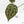 Anthurium Michelle Hot Pink '23' x Zara '14' by DocBlock® (wk17-C)