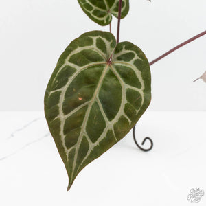 Anthurium Michelle Hot Pink '23' x Zara '14' by DocBlock® (wk17-C)
