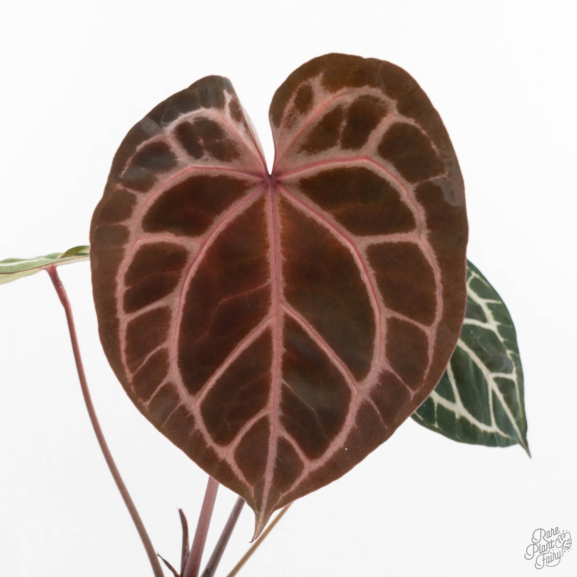anthurium c Anthurium Michelle Hot Pink '23' x Zara '14' by DocBlock (wk7-E)