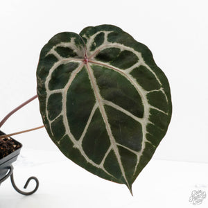 Anthurium Michelle Hot Pink '23' x Zara '14' by DocBlock® (wk17-C)