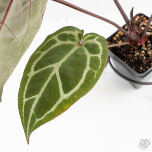 Anthurium Michelle Hot Pink '23' x Zara '14' by DocBlock® (wk17-C)