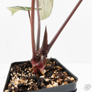 Anthurium Michelle Hot Pink '23' x Zara '14' by DocBlock® (wk17-C)