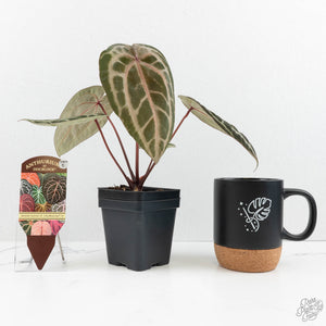 Anthurium Michelle Hot Pink '23' x Zara '14' by DocBlock® (wk17-E)