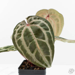 Anthurium Michelle Hot Pink '23' x Zara '14' by DocBlock® (wk17-E)