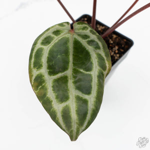 Anthurium Michelle Hot Pink '23' x Zara '14' by DocBlock® (wk17-E)
