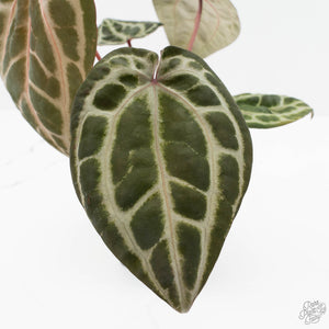 Anthurium Michelle Hot Pink '23' x Zara '14' by DocBlock® (wk17-E)