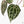 Anthurium Michelle Hot Pink '23' x Zara '14' by DocBlock® (wk17-E)