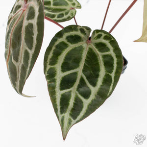 Anthurium Michelle Hot Pink '23' x Zara '14' by DocBlock® (wk17-E)