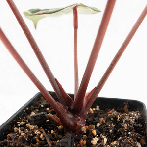 Anthurium Michelle Hot Pink '23' x Zara '14' by DocBlock® (wk17-E)