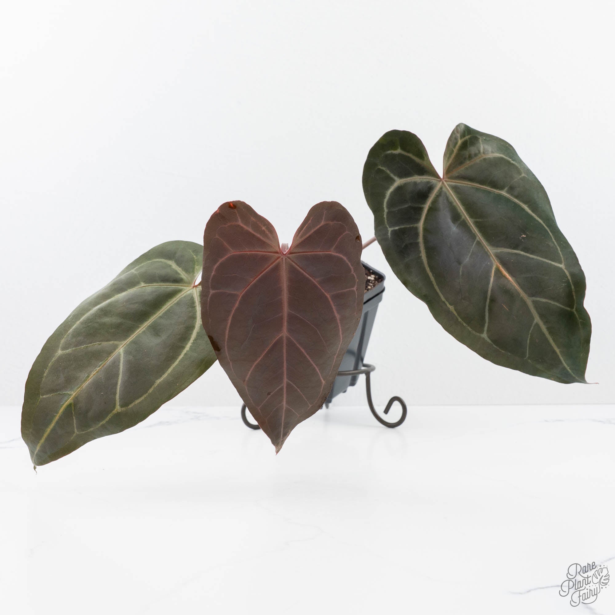 Anthurium Minerva '20' x Dark & Handsome '9' by DocBlock® 9 (wk20