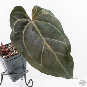 Anthurium Minerva '20' x Dark & Handsome '9' by DocBlock® 9 (wk20-Z)