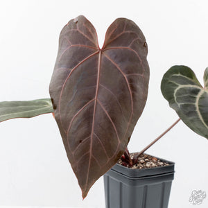 Anthurium Minerva '20' x Dark & Handsome '9' by DocBlock® 9 (wk20-Z)