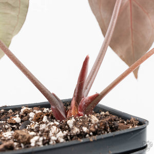 Anthurium Minerva '20' x Dark & Handsome '9' by DocBlock® 9 (wk20-Z)