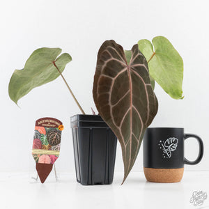 Anthurium Minerva '20' x Dark & Handsome '9' by DocBlock® 9 (wk28-L)