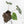 Anthurium Minerva '20' x Dark & Handsome '9' by DocBlock® 9 (wk28-L)