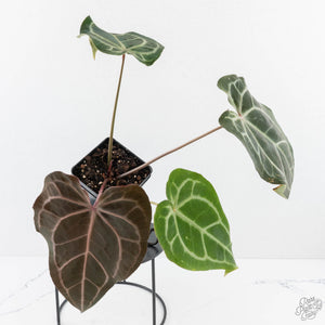 Anthurium Minerva '20' x Dark & Handsome '9' by DocBlock® 9 (wk28-L)