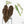 Anthurium Minerva '20' x Dark & Handsome '9' by DocBlock® 9 (wk28-L)