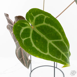 Anthurium Minerva '20' x Dark & Handsome '9' by DocBlock® 9 (wk28-L)