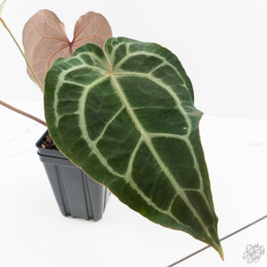 Anthurium Minerva '20' x Dark & Handsome '9' by DocBlock® 9 (wk28-L)