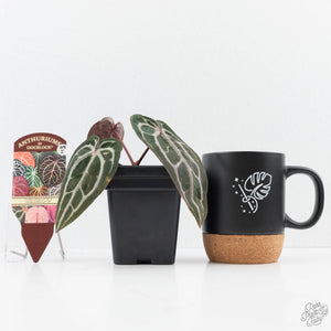 Anthurium Minerva '20' x Minerva '20' by DocBlock® (wk24-I) *Purple Veins*