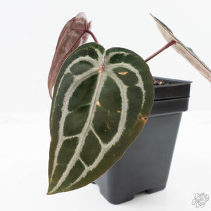 Anthurium Minerva '20' x Minerva '20' by DocBlock® (wk24-I) *Purple Veins*