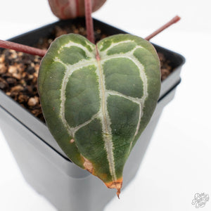 Anthurium Minerva '20' x  Minerva '20' by DocBlock® (wk21-G)