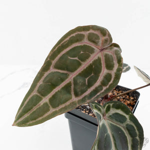 Anthurium Minerva '20' x  Minerva '20' by DocBlock® (wk17-K)