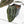 Anthurium Minerva '20' x  Minerva '20' by DocBlock® (wk17-K)