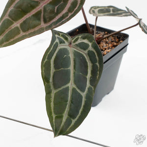 Anthurium Minerva '20' x  Minerva '20' by DocBlock® (wk17-K)