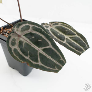 Anthurium Minerva '20' x  Minerva '20' by DocBlock® (wk17-K)