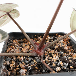 Anthurium Minerva '20' x  Minerva '20' by DocBlock® (wk17-K)