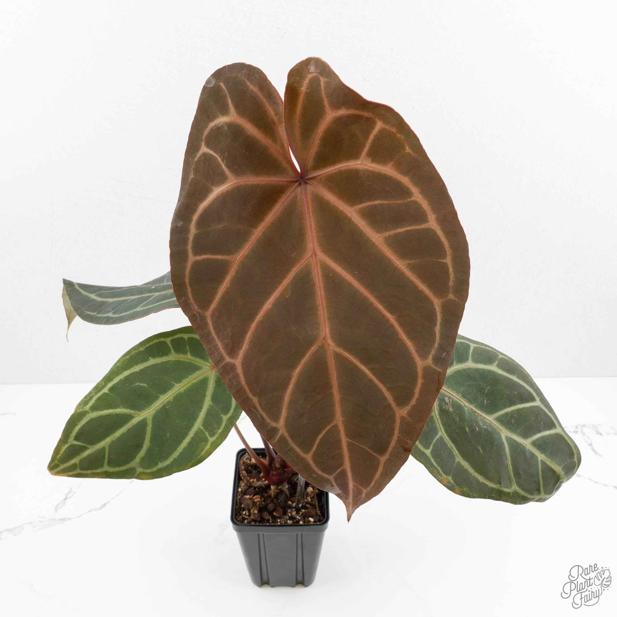 Anthurium Home, Sweet Home '32' x Dark & Handsome '9' by DocBlock