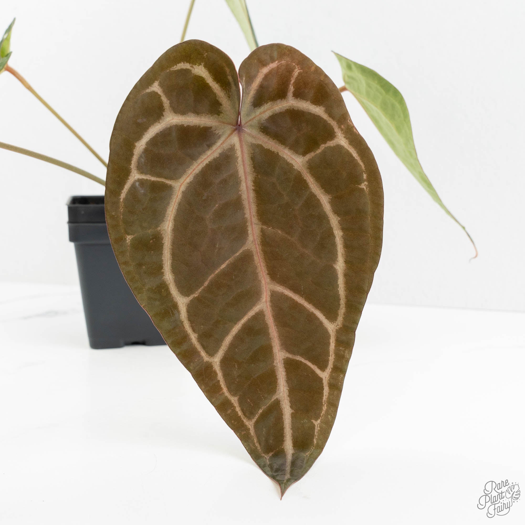 Anthurium Purple Rain '27' x Red Velvet Cake '24' by DocBlock