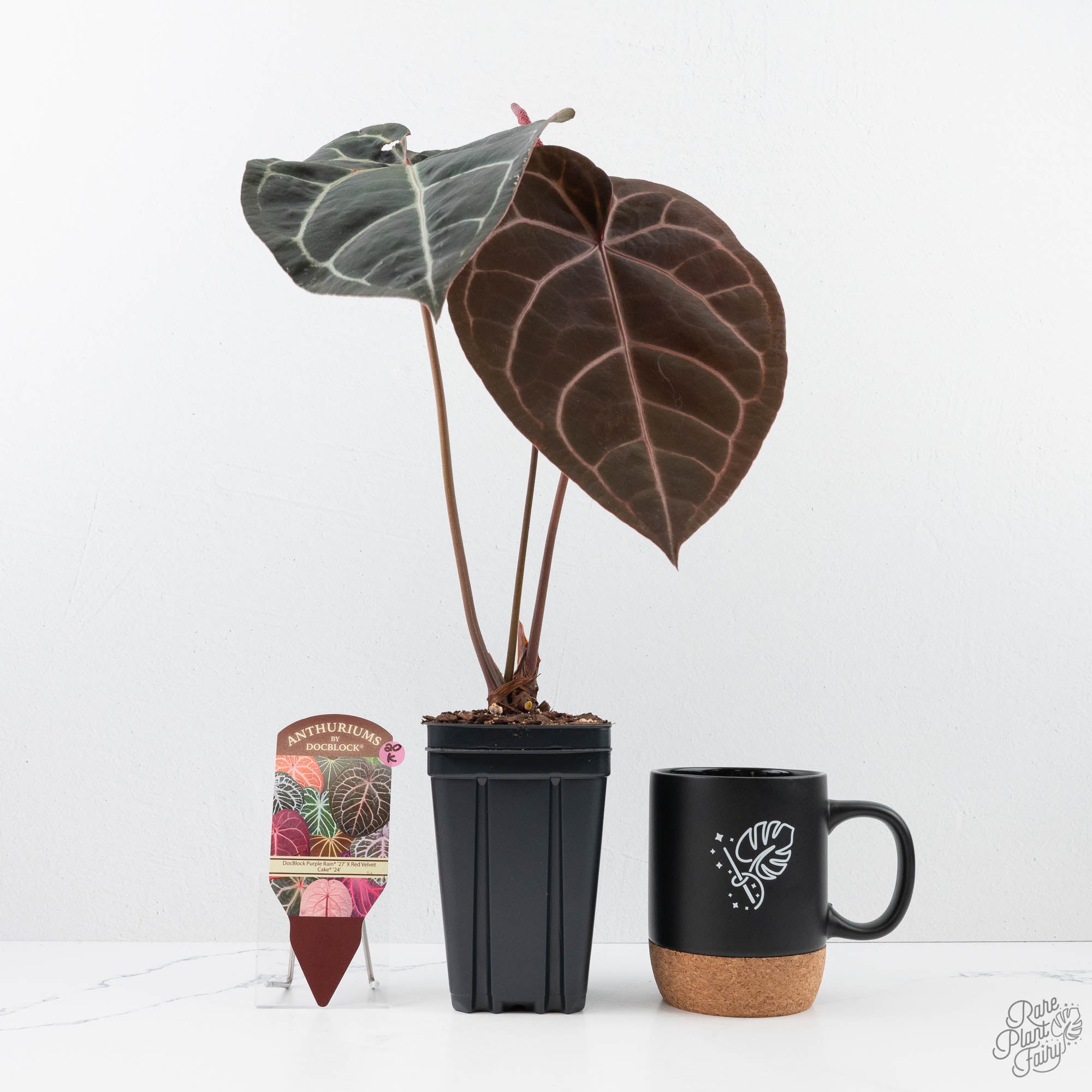 Anthurium Purple Rain '27' x Red Velvet Cake '24' by DocBlock