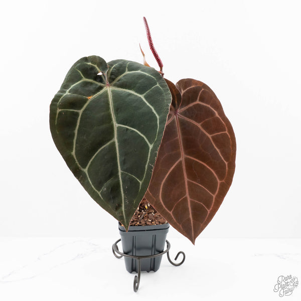 Anthurium Purple Rain '27' x Red Velvet Cake '24' by DocBlock