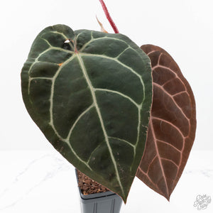 Anthurium Purple Rain '27' x Red Velvet Cake '24' by DocBlock® (wk20-K)