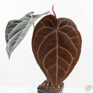 Anthurium Purple Rain '27' x Red Velvet Cake '24' by DocBlock® (wk20-K)