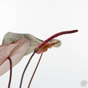 Anthurium Purple Rain '27' x Red Velvet Cake '24' by DocBlock® (wk20-K)