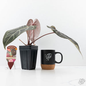 Anthurium Purple Rain '27' x Red Velvet Cake '24' by DocBlock® (wk21-Q)