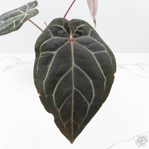 Anthurium Purple Rain '27' x Red Velvet Cake '24' by DocBlock® (wk21-Q)