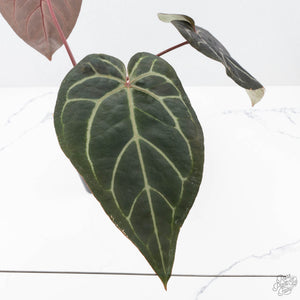 Anthurium Purple Rain '27' x Red Velvet Cake '24' by DocBlock® (wk21-Q)