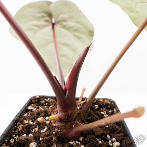Anthurium Purple Rain '27' x Red Velvet Cake '24' by DocBlock® (wk21-Q)