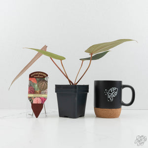 Anthurium Red Velvet Cake '24' x Dark & Handsome '9' by DocBlock®  (wk17-Z)
