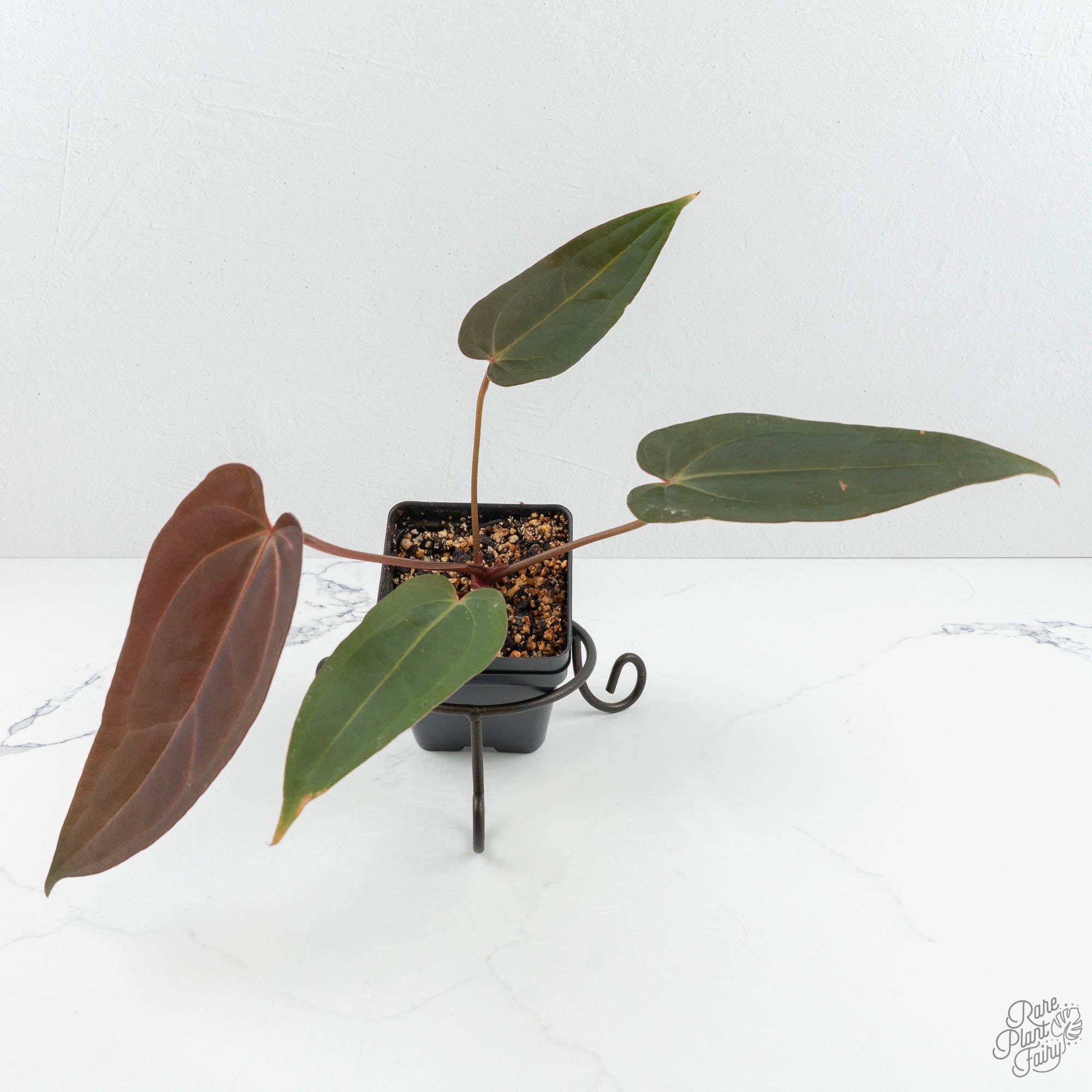 Anthurium Red Velvet Cake '24' x Dark & Handsome '9' by DocBlock