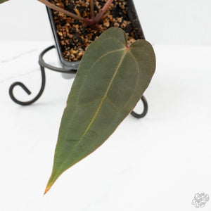 Anthurium Red Velvet Cake '24' x Dark & Handsome '9' by DocBlock®  (wk17-Z)