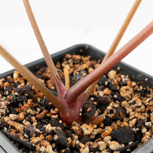 Anthurium Red Velvet Cake '24' x Dark & Handsome '9' by DocBlock®  (wk17-Z)