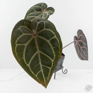 Anthurium Red Velvet Cake '24' x Home, Sweet Home '32' by DocBlock® (wk17-Y)