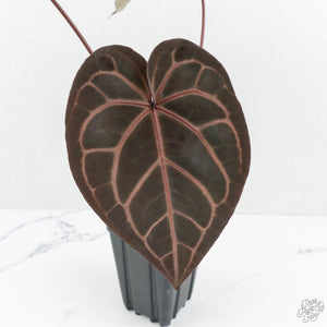 Anthurium Red Velvet Cake '24' x Home, Sweet Home '32' by DocBlock® (wk17-Y)