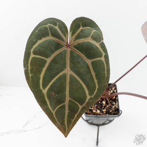Anthurium Red Velvet Cake '24' x Home, Sweet Home '32' by DocBlock® (wk17-Y)